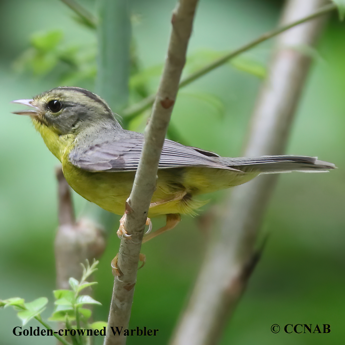 Golden-crowned Warbler