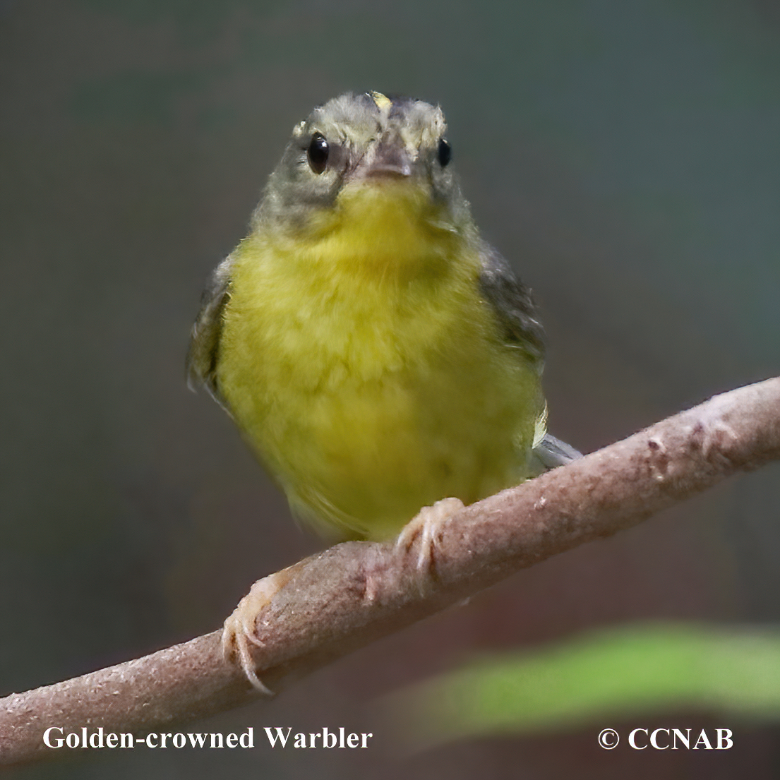  Golden-crowned Warbler