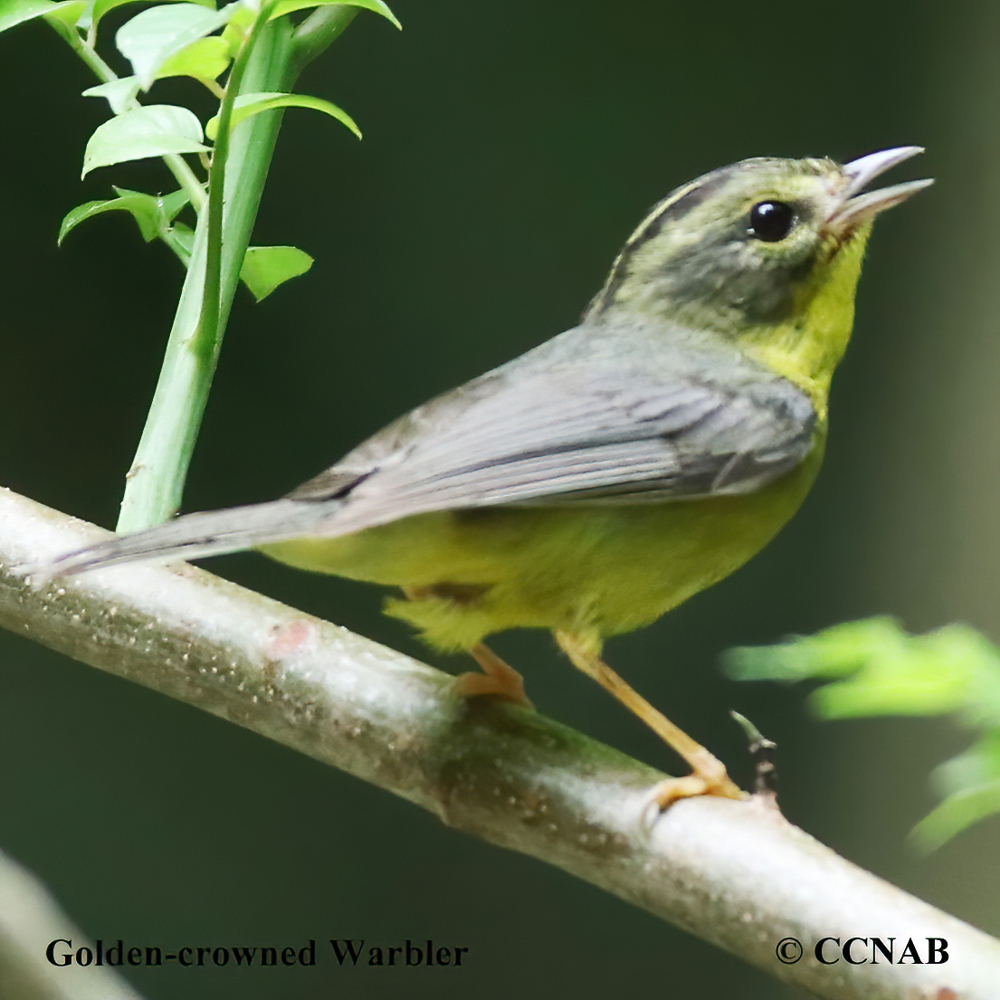 Mexican Warblers