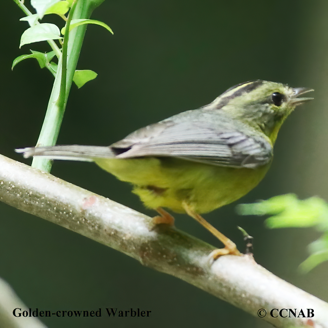 Golden-crowned Warbler