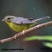 Golden-crowned Warbler range map