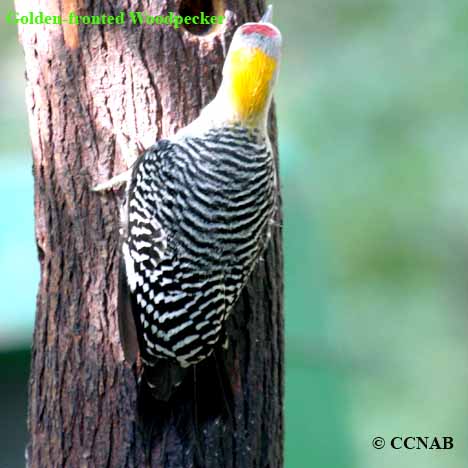 Golden-fronted Woodpecker