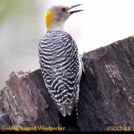 Golden-fronted Woodpecker