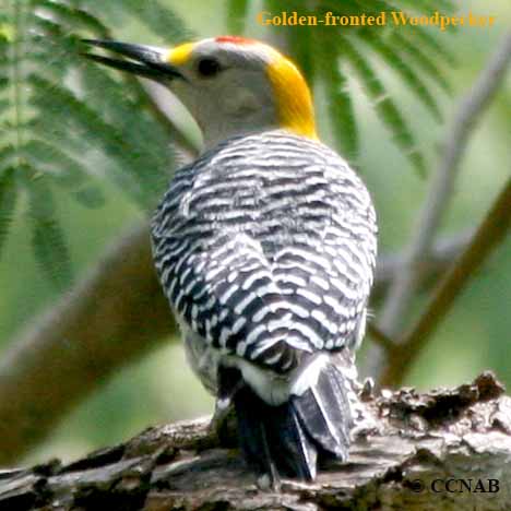 Golden-fronted Woodpecker