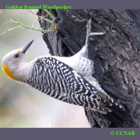 Golden-fronted Woodpecker