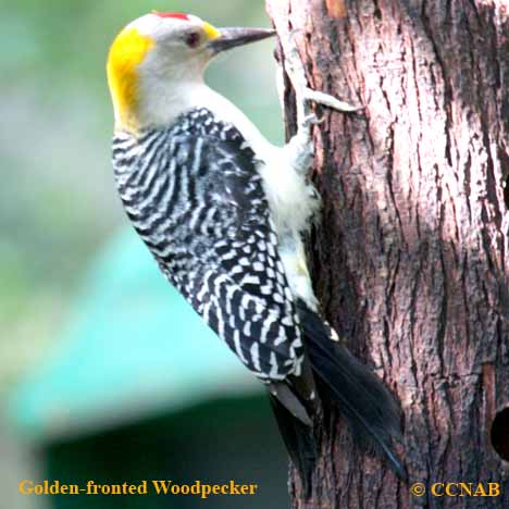 Birds of North America