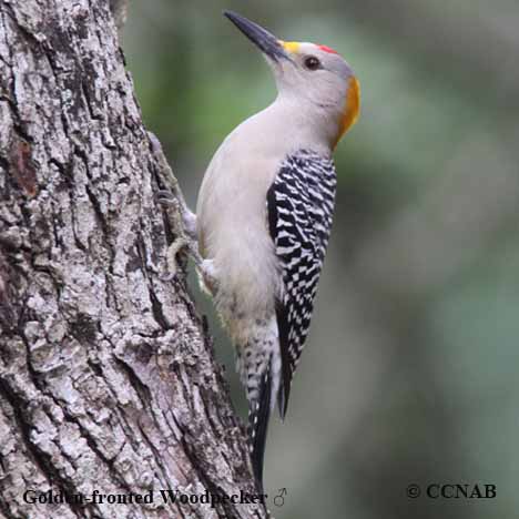 Golden-fronted Woodpecker