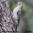 Golden-fronted Woodpecker range map