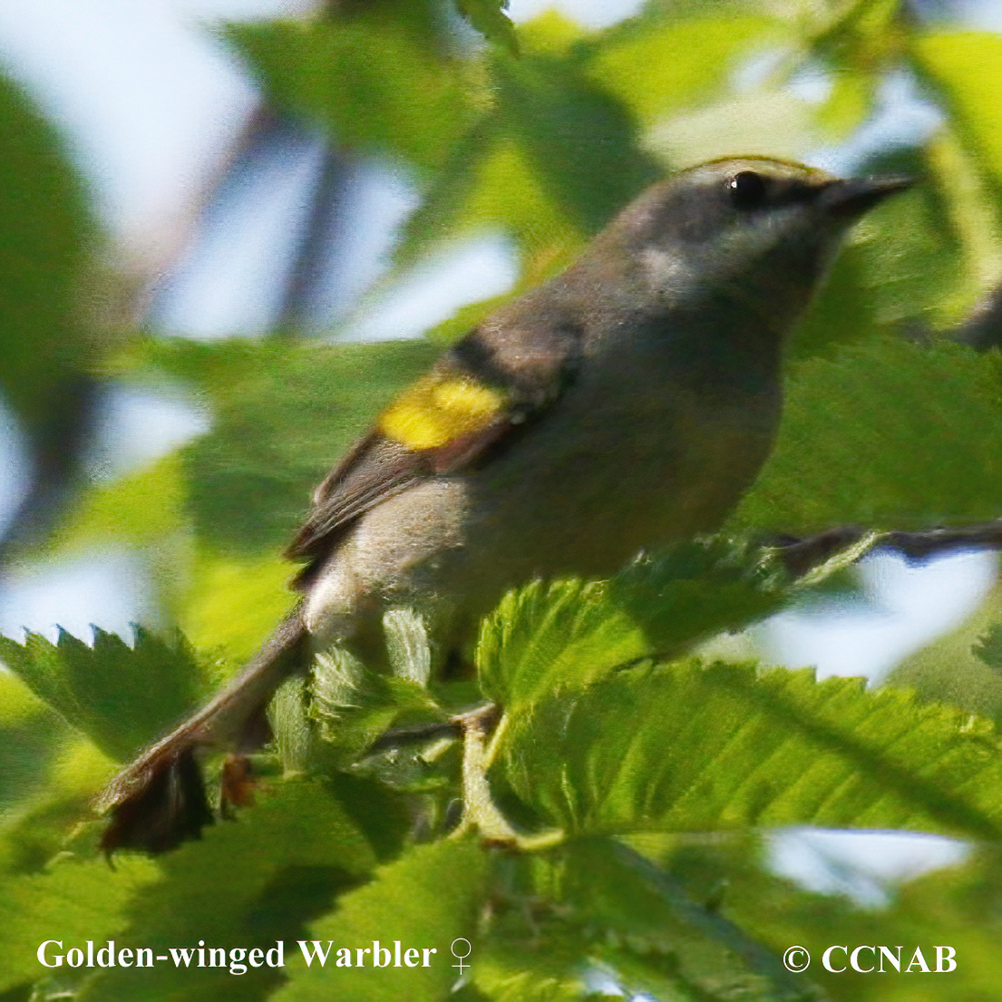 Golden-winged Warbler