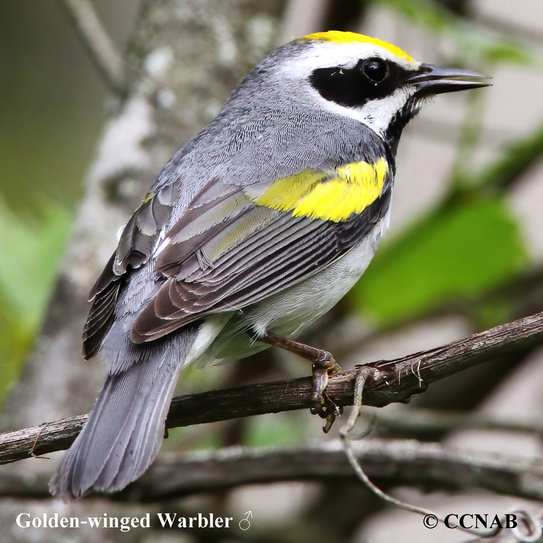 Golden-winged Warbler