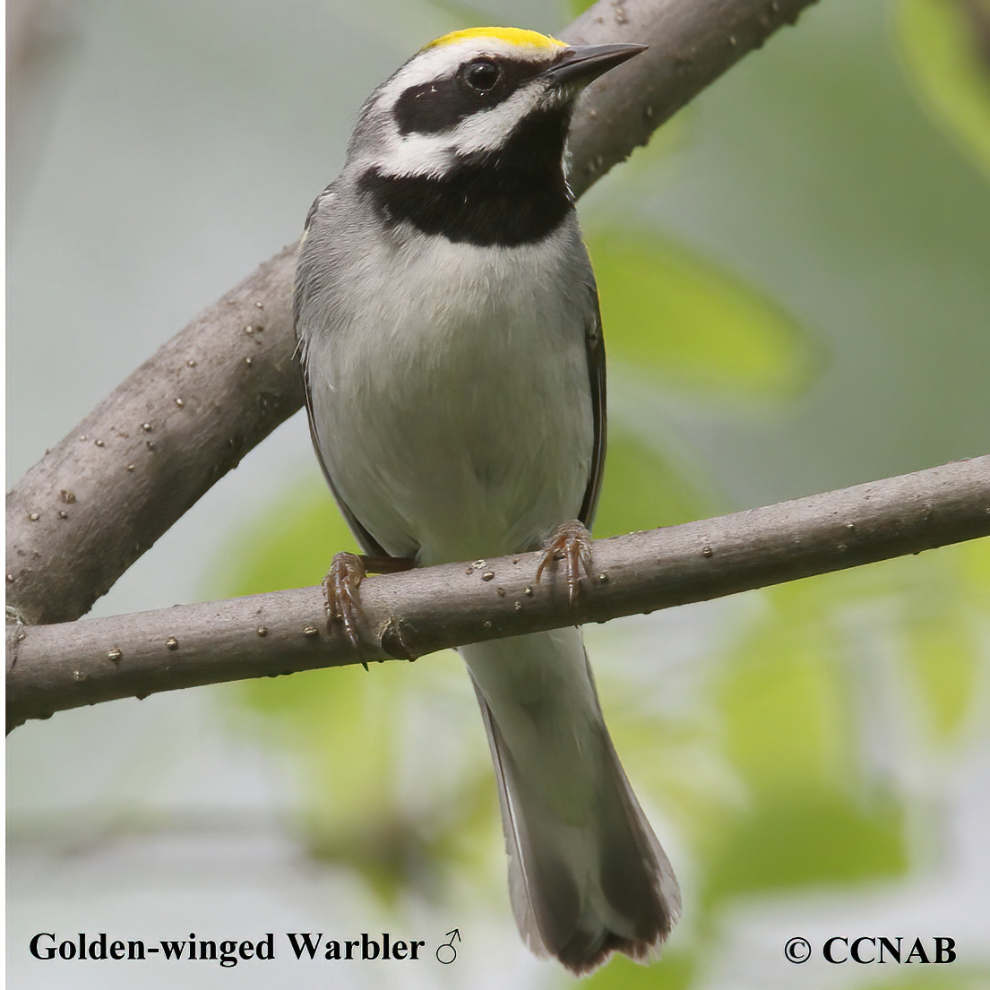 Golden-winged Warbler