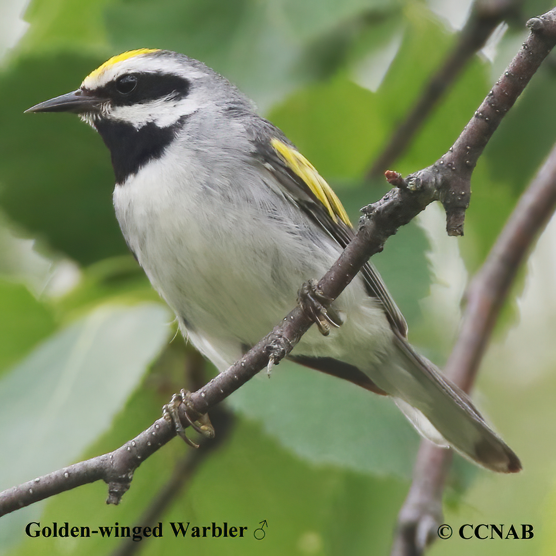 Golden-winged Warbler