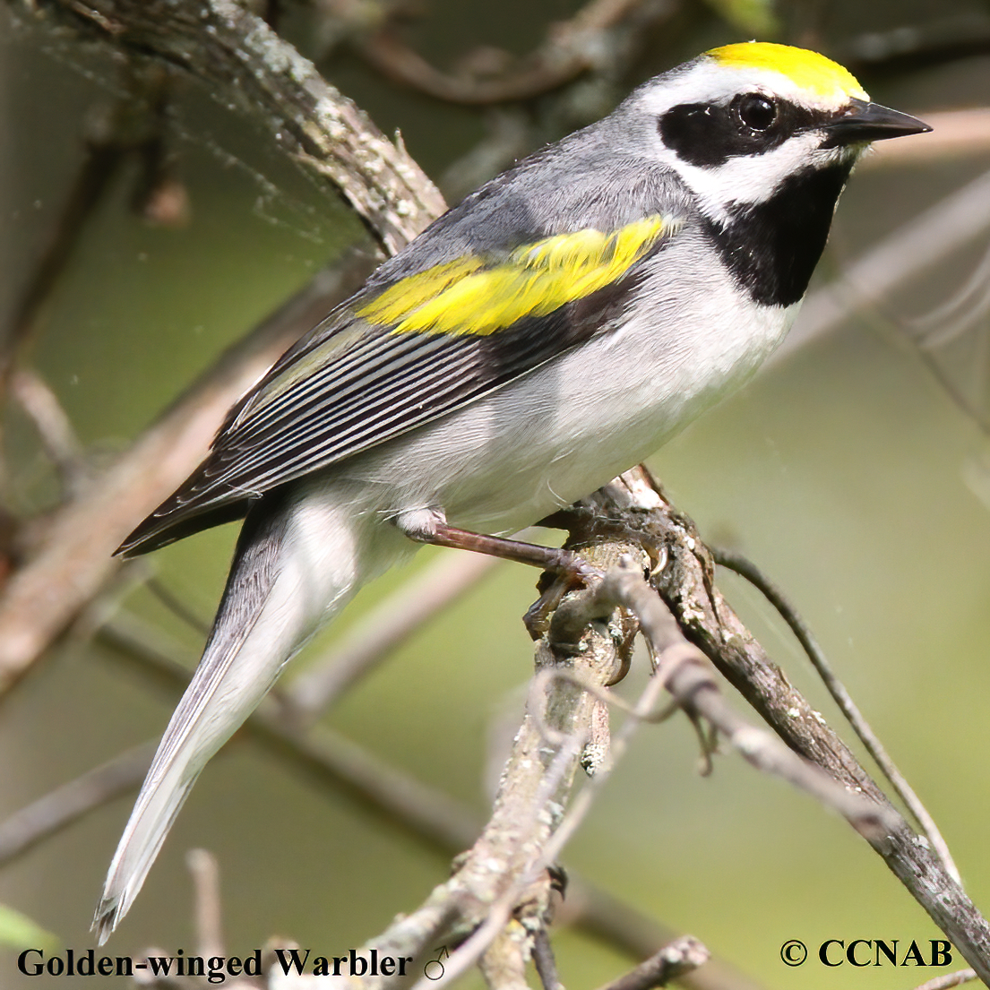 Birds of North America