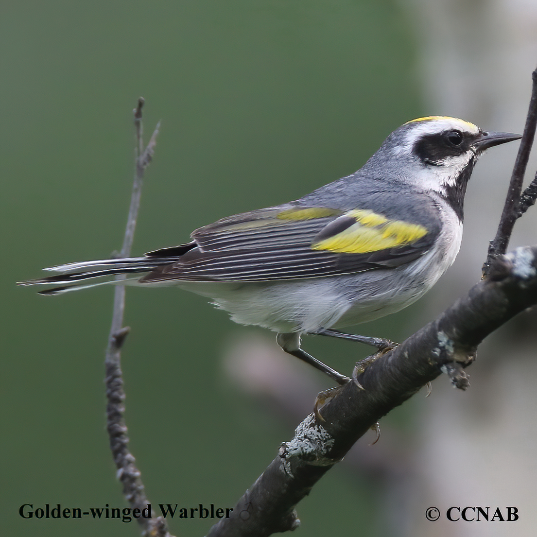 Golden-winged Warbler