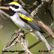 Golden-winged Warbler range map