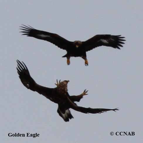 Golden Eagle