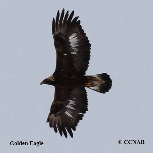 Golden Eagle