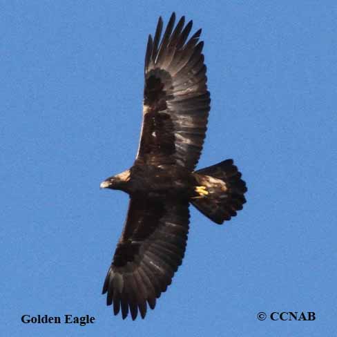 Golden Eagle