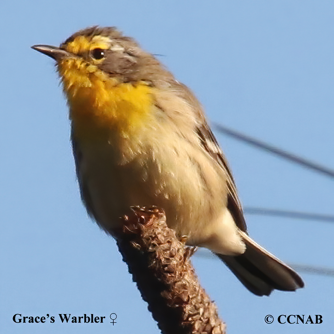 Grace's Warbler