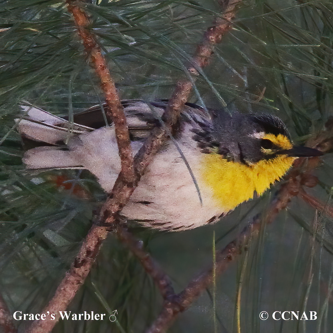 Grace's Warbler