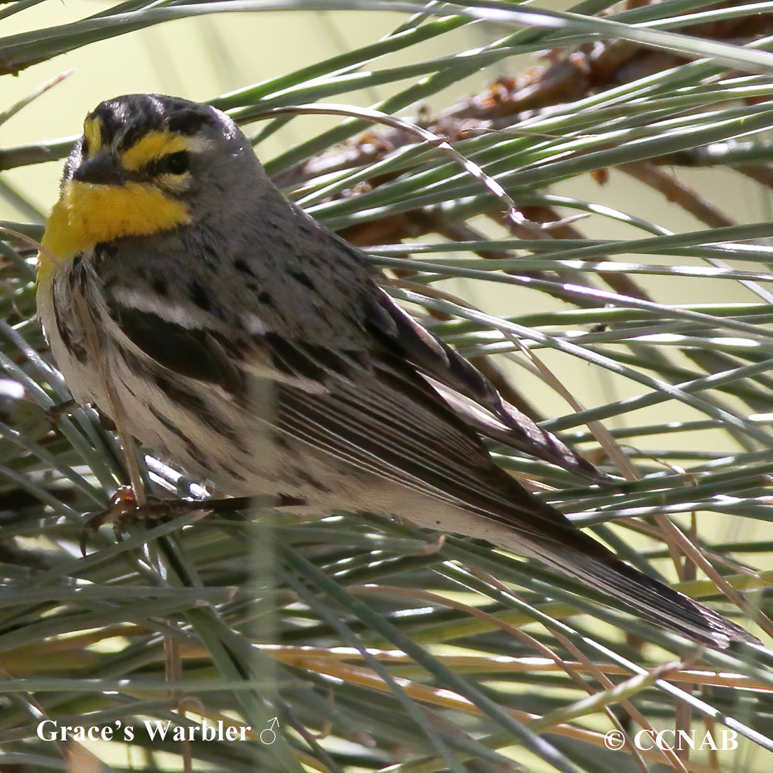 Grace's Warbler