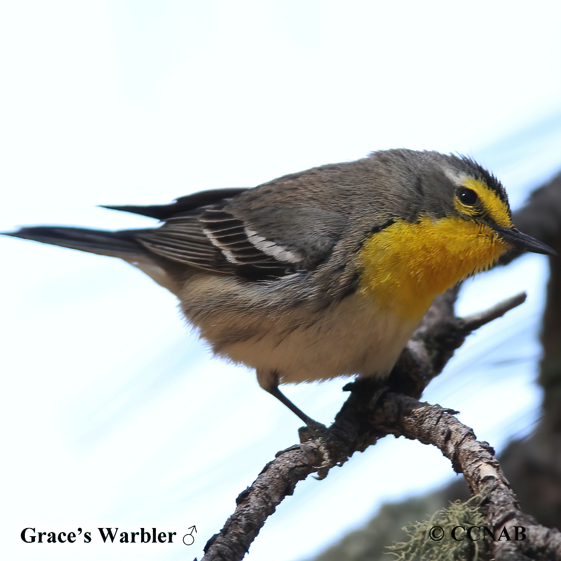  Graceâ€™s Warbler