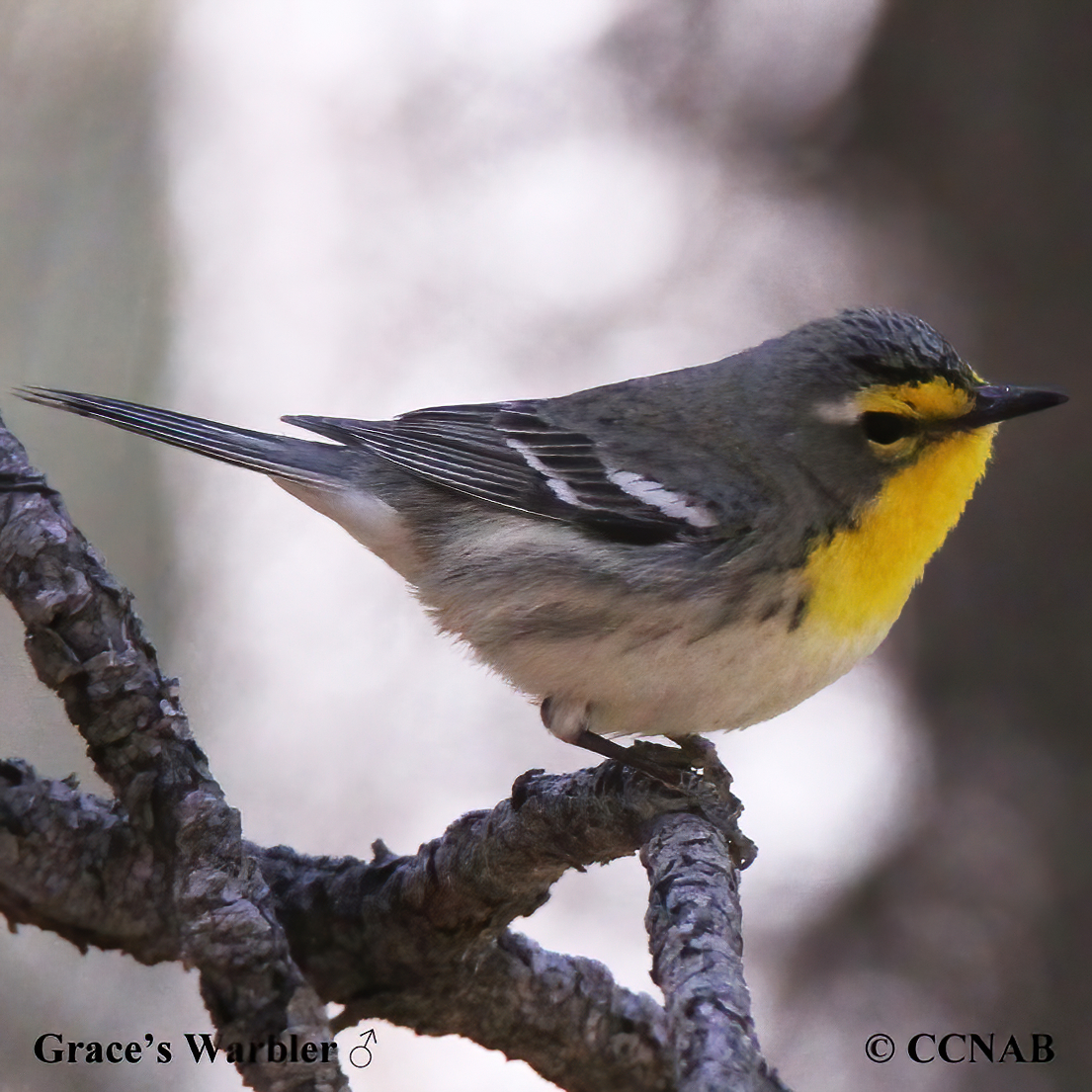 Grace's Warbler