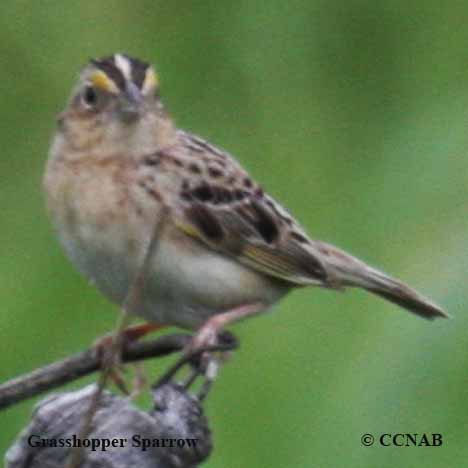 Grasshopper Sparrow