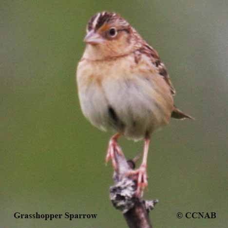 Grasshopper Sparrow