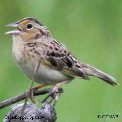 Grasshopper Sparrow