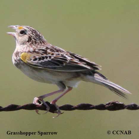 Birds of North America