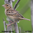 Grasshopper Sparrow