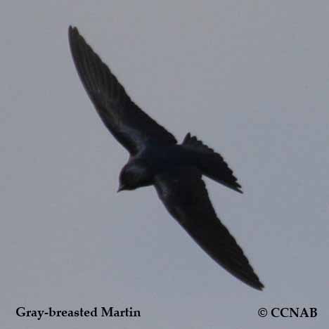 Gray-breasted Martin