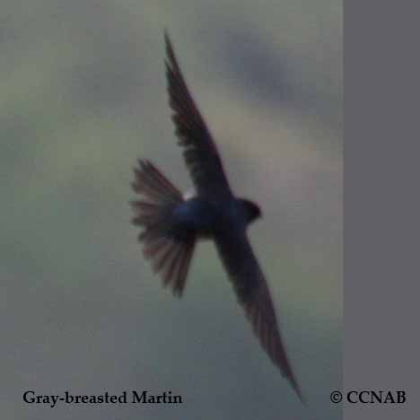 Gray-breasted Martin