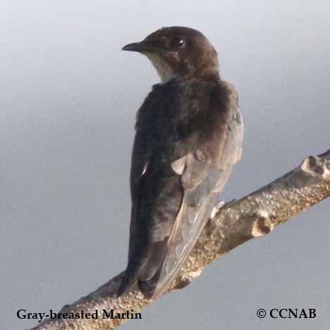 Gray-breasted Martin