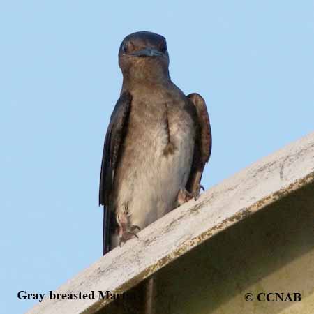 Gray-breasted Martin