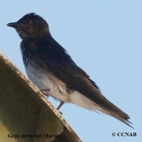 Gray-breasted Martin