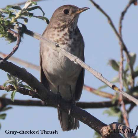 Gray-cheeked Thrush