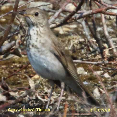 Gray-cheeked Thrush