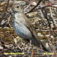 Gray-cheeked Thrush