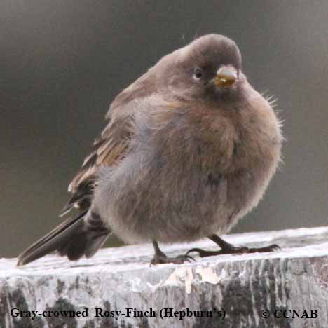 Gray-crowned Rosy-Finch (Hepburn's) 