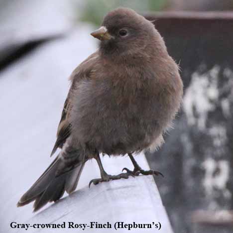 Gray-crowned Rosy-Finch (Hepburn's)