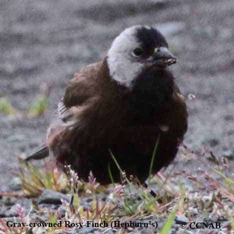 Gray-crowned Rosy-Finch (Hepburn's)