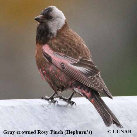 Gray-crowned Rosy-Finch (Hepburn's)