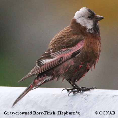 Gray-crowned Rosy-Finch (Hepburn's)