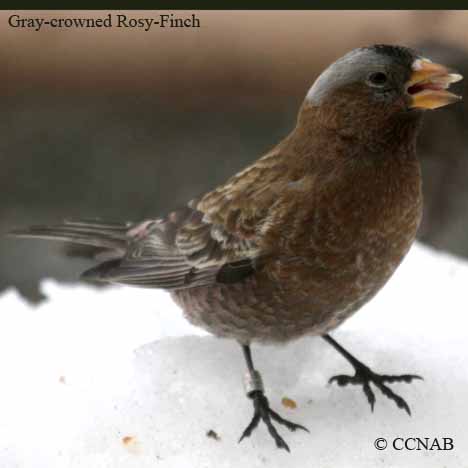 Gray-crowned Rosy-Finch