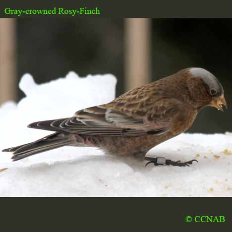 Gray-crowned Rosy-Finch