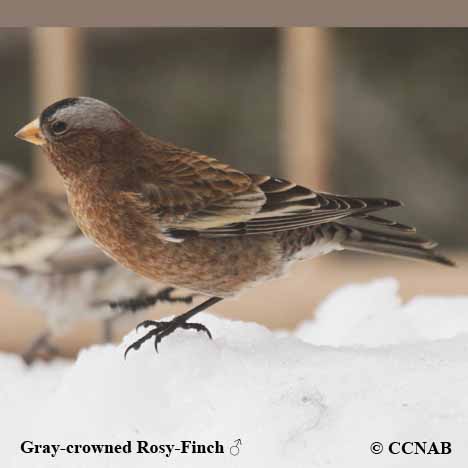Gray-crowned Rosy-Finch