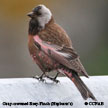 Gray-crowned Rosy-Finch (Hepburn's) range map