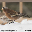 Gray-crowned Rosy-Finch range map